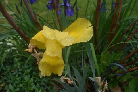 Large Yellow Iris -03 Stock Photos