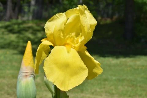 Large, Yellow Iris Stock Photos