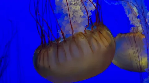 Large yellow jellyfish floating upside down in glowing blue water Stock Footage 220634701