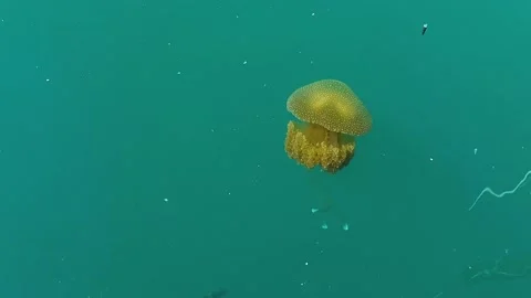 Large yellow jellyfish on the surface of muddy sea water Stock Footage 170118408