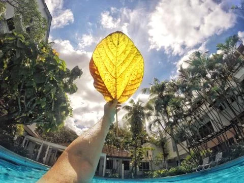 Large yellow leaf in a pool of water Stock Photos