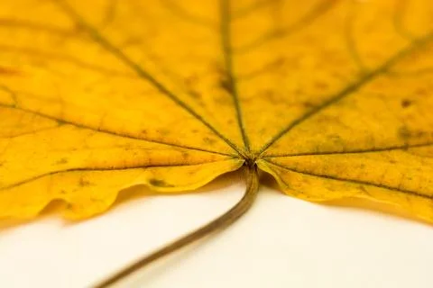 A large yellow leaf, shot close-up. Stock Photos