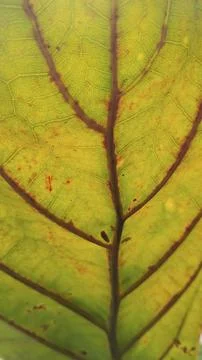Large Yellow leaf texture Stock Photos