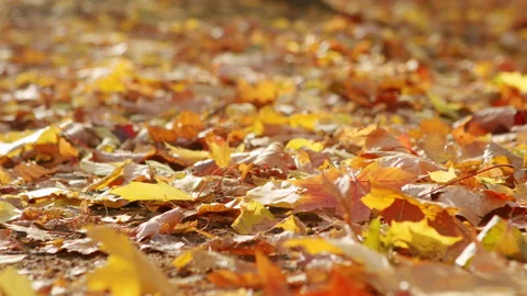 Large yellow maple leaf lies among other fallen leaves on the ground. Stock Footage 143836981