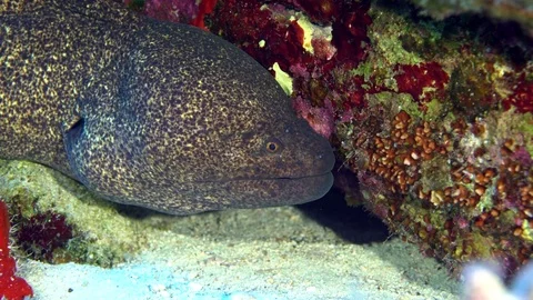 A large yellow margin moray eel Stock Footage 74316547
