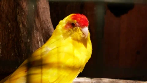 A large yellow parrot with a red head in the wild. Protection of wild animals. Stock-Footage 294666843