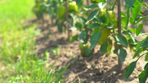 A large yellow pepper ripens on a branch. vegetable garden on the farm. warm Stock Footage 83206124