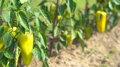 A large yellow pepper ripens on a branch. vegetable garden on the farm. warm Stock Footage 83208867