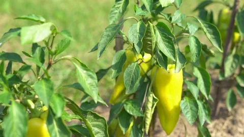 A large yellow pepper ripens on a branch. vegetable garden on the farm. warm Stock Footage 83209131