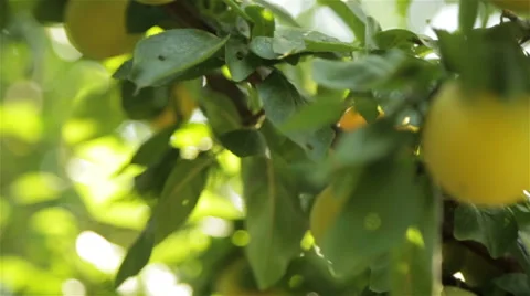 Large yellow plums in the garden Stock Footage 64775692