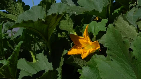 Large yellow pumpkin flower between the green leaves. Stock Footage 207434510