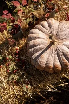A large yellow pumpkin lies on hay outside Stock Photos