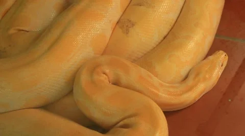 Large yellow python Stock Footage 49731112