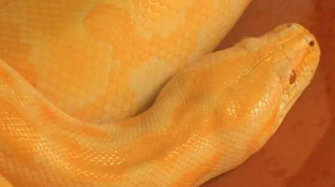 Large yellow python Video stock 49731141