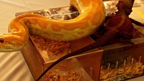 Large yellow python snake resting on acrylic terrariums in Cebu resort Stockbeeldmateriaal 334346168