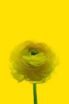 A large yellow ranunculus flower on a yellow background.Isolated Asian buttercup Stock Photos
