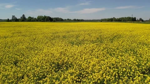 Large, yellow rapeseed field in summer. Aerial view Stock Footage 205065935