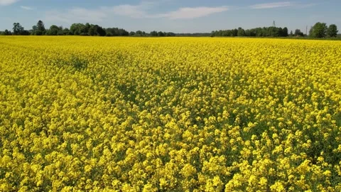 Large, yellow rapeseed field in summer. Aerial view Stock Footage 205065965