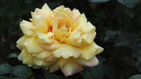 Large yellow rose Bud close up shooting Foto stock
