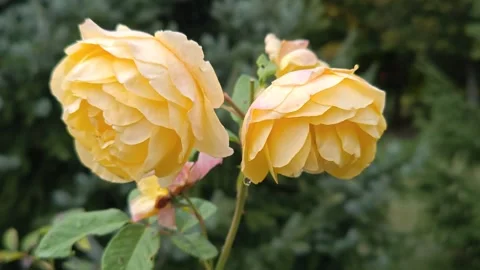 Large yellow roses Stock Footage 318481070