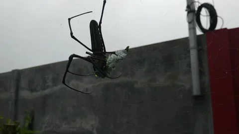 A large yellow spider, preying on caterpillars Stock Footage 145891053