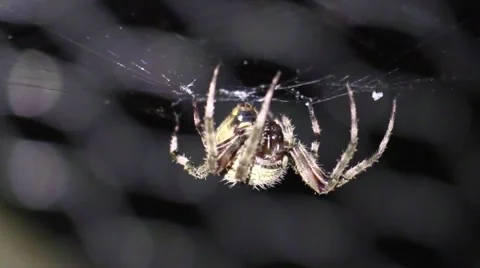 Large yellow spider sitting on web at night closeup Stock Footage 66472818