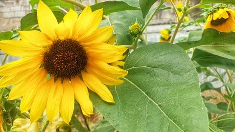 Large yellow sunflower in a garden Stock Photos