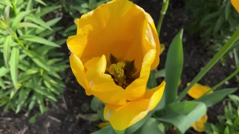 Large yellow tulip close up - view from the top Stock Footage 240129708