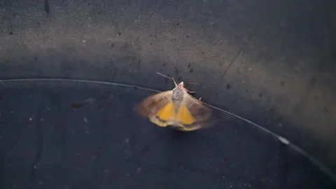 A large yellow underwing moth clinging to the side of a bucket and Stock Footage 282882490