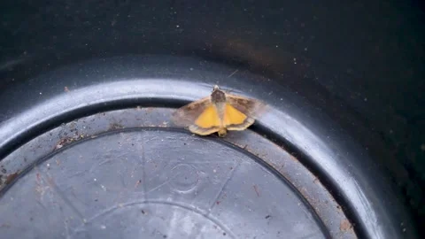 A large yellow underwing moth flapping its wings, emphasizing the detailed Stock Footage 282882810