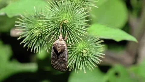 Large Yellow Underwing Moth Hanging Upside Down On Burdock Plant, Noctua Stock Footage 340542963