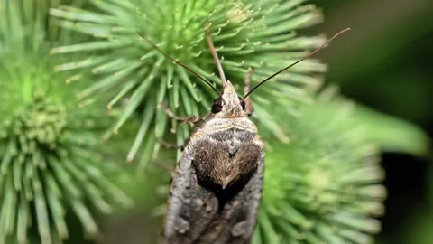 Large Yellow Underwing Moth Resting On Green Spiky Plant, Noctua Pronuba Insect Stock Footage 340545921