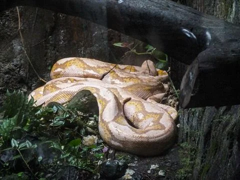 A large yellow-white python is coiled on the ground in a lush, forest-like .. 写真素材