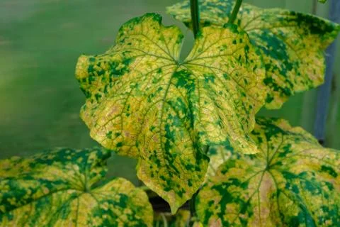 Large yellowed cucumber leaf. Stock Photos