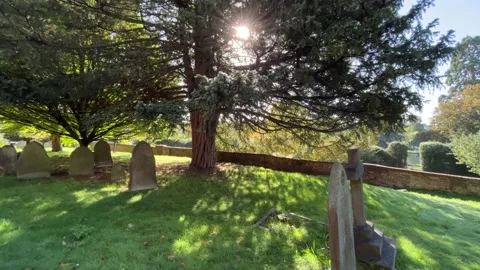 Large yew tree on the graveyard in England - gimbal shot Stock-Footage 218300081