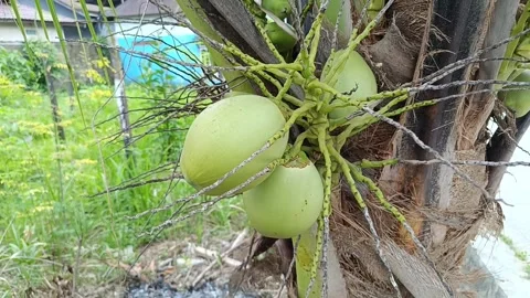 Large Young Coconut Fruit On Palm Tree Stock Footage 340178382