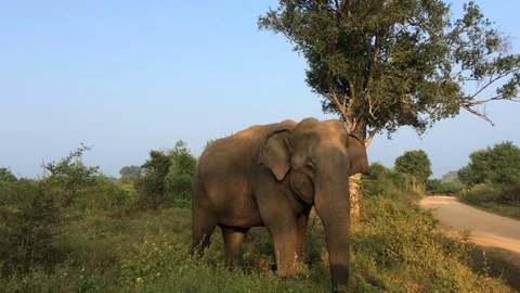 Large young elephant eating grass in a national park Udawalawe National Park Stock Footage 71609072