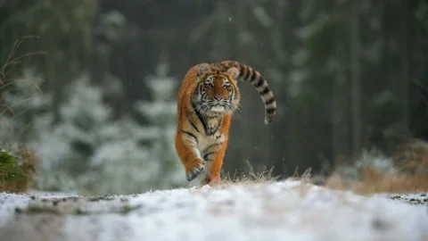 A large young female Siberian tiger (Panthera tigris altaica) runs directly Stock Footage