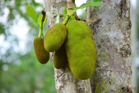 Large young jackfruit on a tree Stock Photos