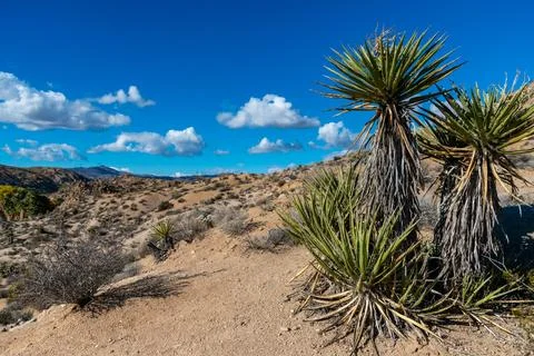 Large yucca and various desert plants in a rocky desert area in Anza Borreg.. 写真素材