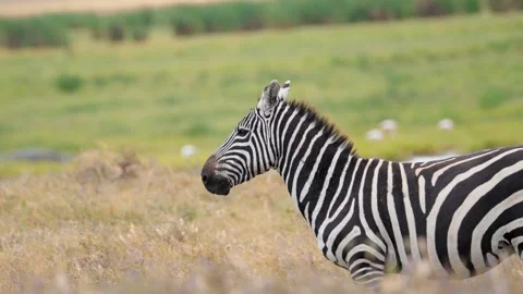 Large Zebra Close Up Stock Footage 326497745