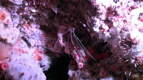Large zebra coral-red hermit crab underwater in Maldives close-up nice picture. Stock Footage 263187864