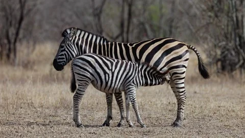 A large zebra foal suckling Stock Footage 317375116