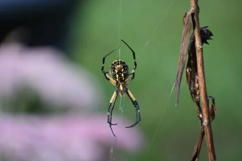 Large Zipperweb Spider Stock Photos