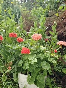 Large Zonal Geranium Plant with Multicolored Flower Clusters Fotos de archivo