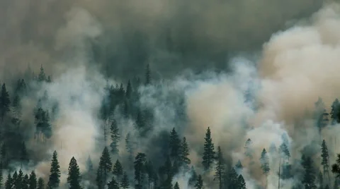 Large_forest_smoke.mov Stock Footage 60756642