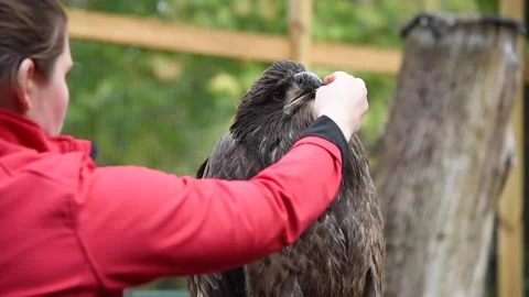 LargeBirdHD01 Stock Footage 168308915