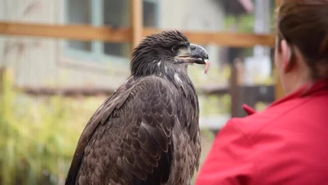 LargeBirdHD02 Stock Footage 168308911