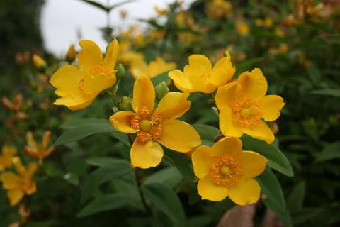 Largebuttercupbush Stock Photos
