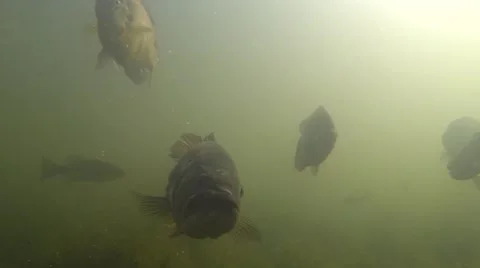 Largemouth Bass Adult School Many Green Water Lake Pond Spring Underwater Stock Footage